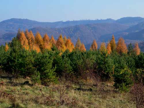 Foto Pini si larice (c) Lucian Petru Goja